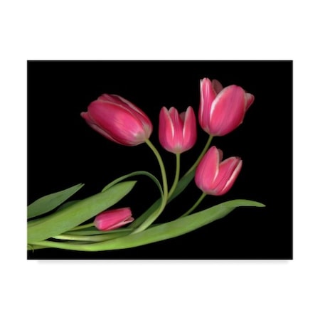 Susan S. Barmon 'Tulips 3' Canvas Art,18x24